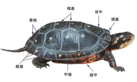 烏龜身體部位 琋名字意思